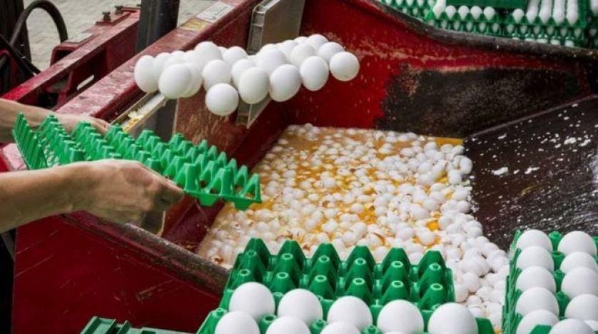 Avrupa’da ‘Zehirli Yumurta’ krizi büyüyor