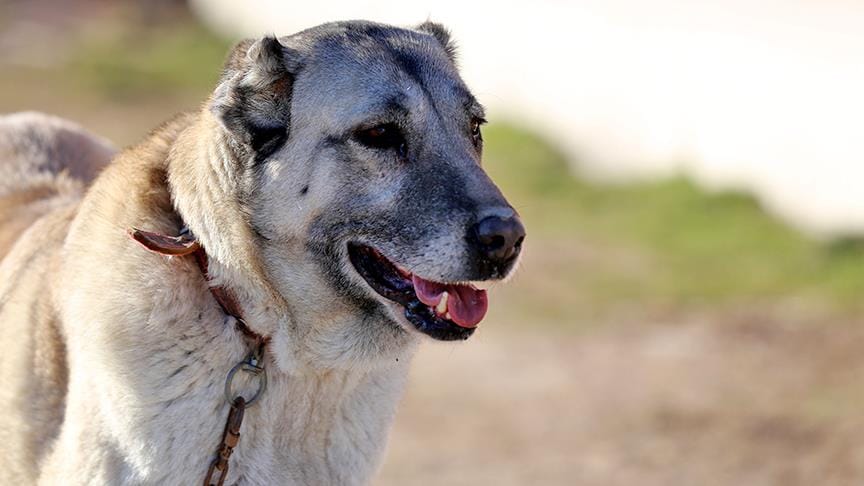 ‘Kangal köpeği ısırmaz, teslim alır’