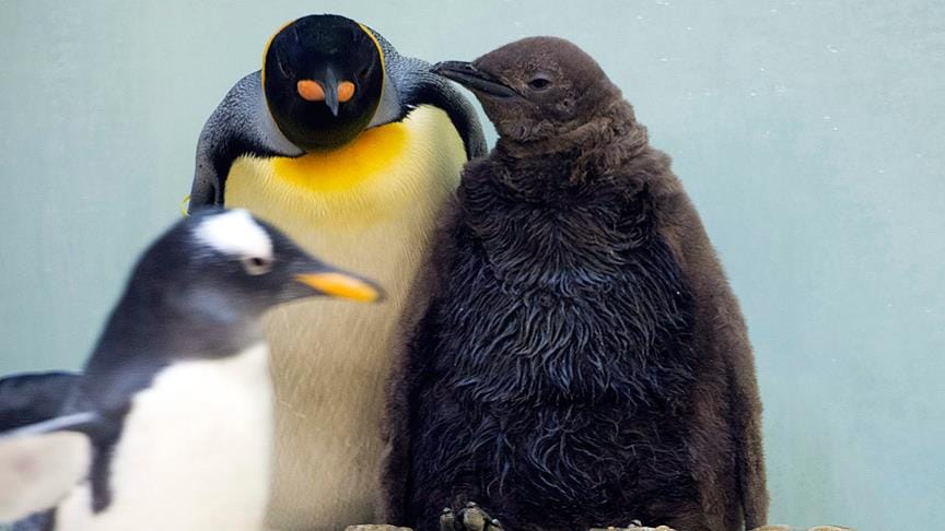 Küresel ısınma kral penguenleri de tehdit ediyor