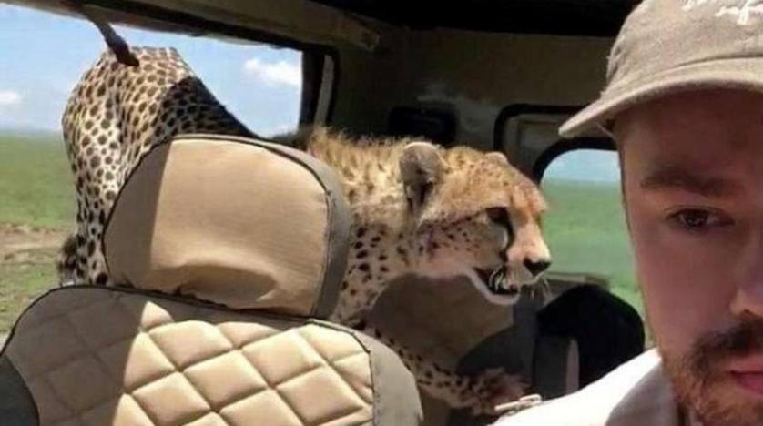Safaride korkutan sürpriz
