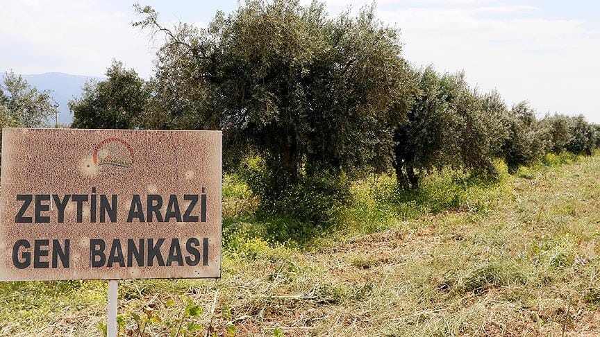 Zeytin çeşitlerine ‘gen bankası’ güvencesi