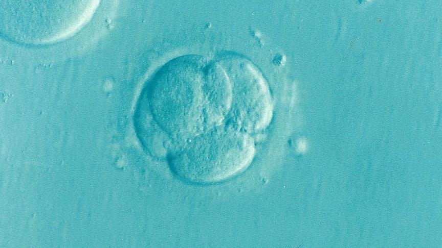 Laboratuvar ortamında embriyo benzeri yapılar üretildi