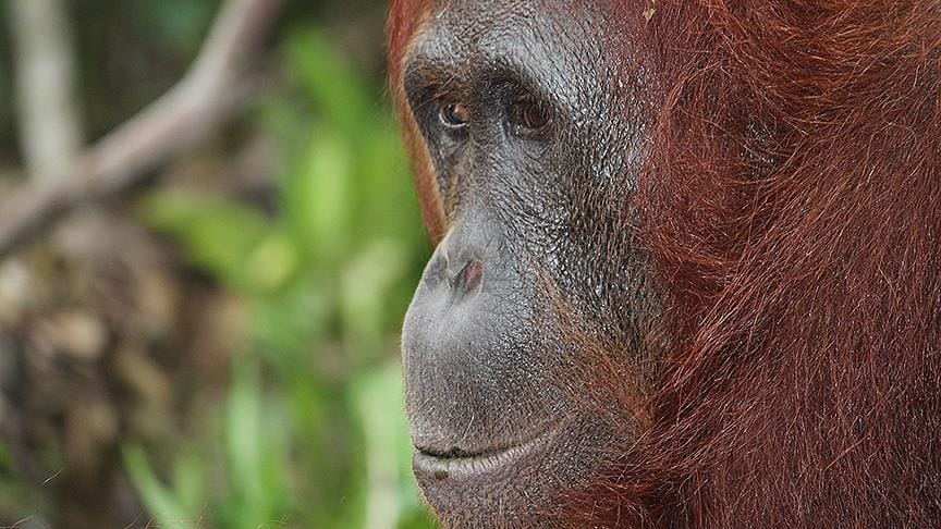 Dünyanın en yaşlı orangutanı öldü