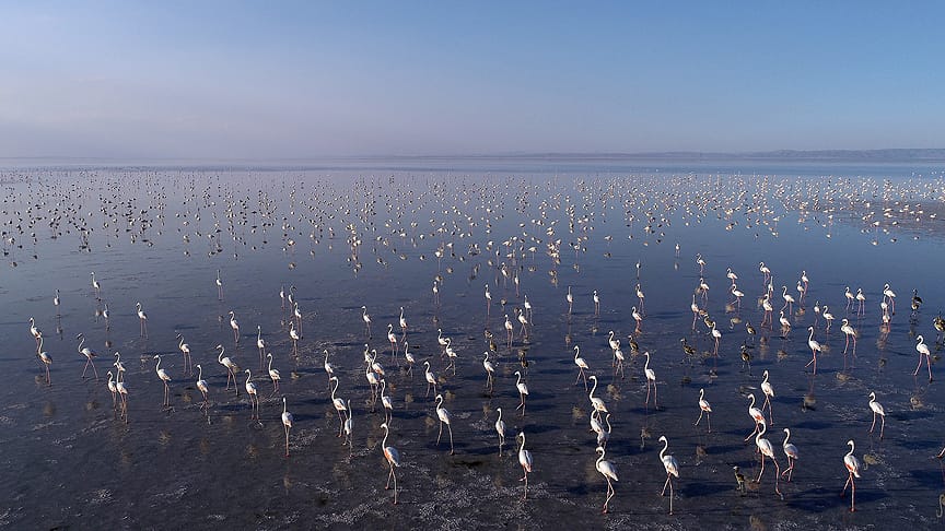Tuz Gölü’nde flamingo şöleni