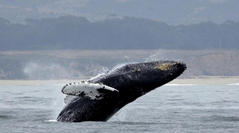 Alaska’da bir kambur balina teknedeki turistleri şaşkına çevirdi