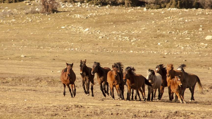 Eynif Ovası’nın yılkı atları belgesele konu oldu