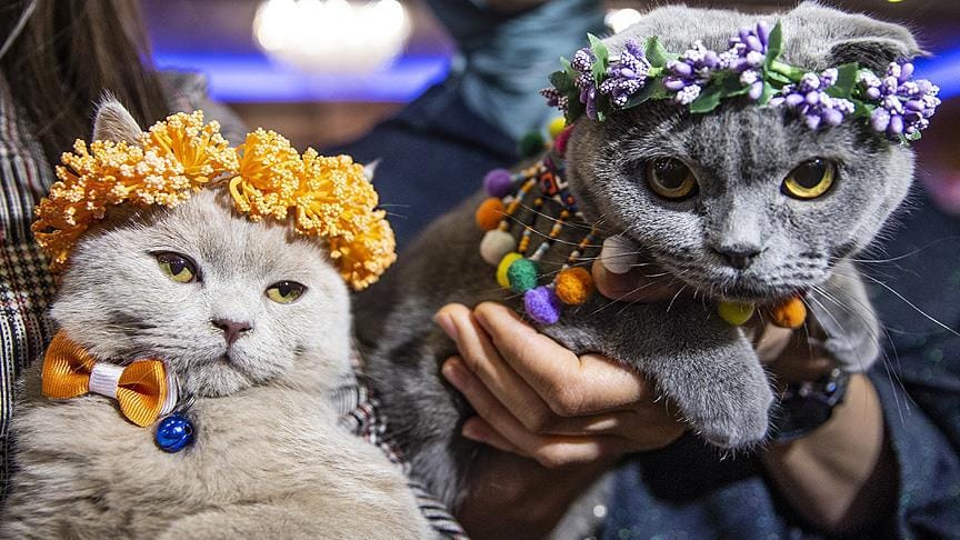 Başkentte ‘Kedi Güzellik Festivali’ düzenlendi