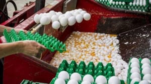 Avrupa’da ‘Zehirli Yumurta’ krizi büyüyor