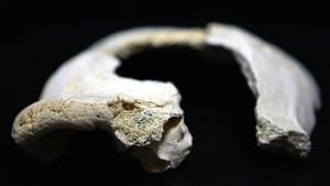 Afrika dışında bilinen en eski modern insan fosili keşfedildi