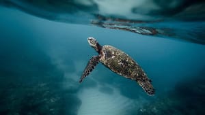 Madagaskar’da kaplumbağa etinden zehirlenen 8 çocuk öldü