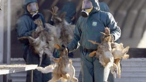 Dünya’da ilk kez H7N4 virüsü bir insanda görüldü
