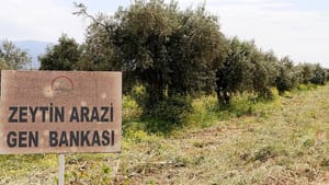 Zeytin çeşitlerine ‘gen bankası’ güvencesi