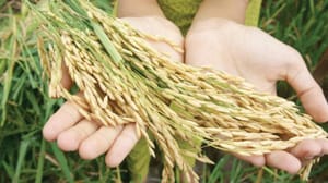 Küresel ısınma, pirinçteki vitaminlerin kaybolmasına yol açıyor