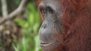 Dünyanın en yaşlı orangutanı öldü