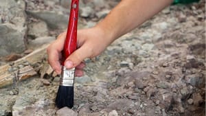 Meksika’da yeni dinozor türü keşfedildi
