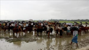 BM Myanmar Özel Temsilcisi: Arakan krizinin çözümü zaman alacak