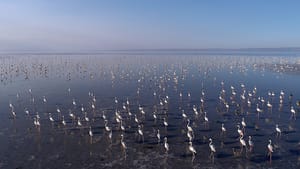 Tuz Gölü’nde flamingo şöleni