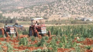 Haşhaş üretimi, Lübnan ekonomisine katkı sağlayacak mı?