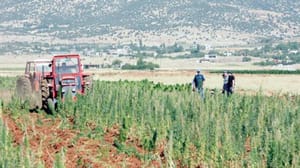 Haşhaş üretiminin yasallaşması Lübnan ekonomisine yeni fırsatlar sağlayabilir