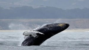 Alaska’da bir kambur balina teknedeki turistleri şaşkına çevirdi