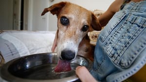 Sokak köpeği vücudundaki 126 saçmayla yaşıyor