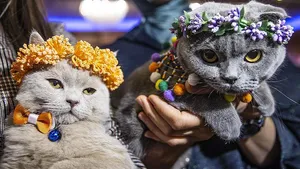Başkentte ‘Kedi Güzellik Festivali’ düzenlendi